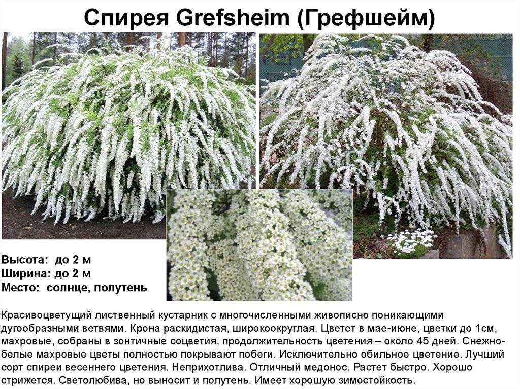 Бузина чёрная посадка и уход полив обрезка размножение