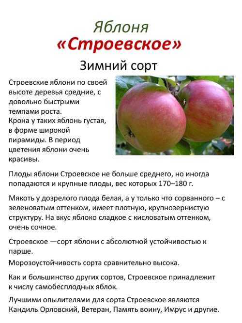 Яблоня рождественское: описание сорта, урожайность, характеристика плодов, особенности посадки и ухода, защита от болезней и вредителей