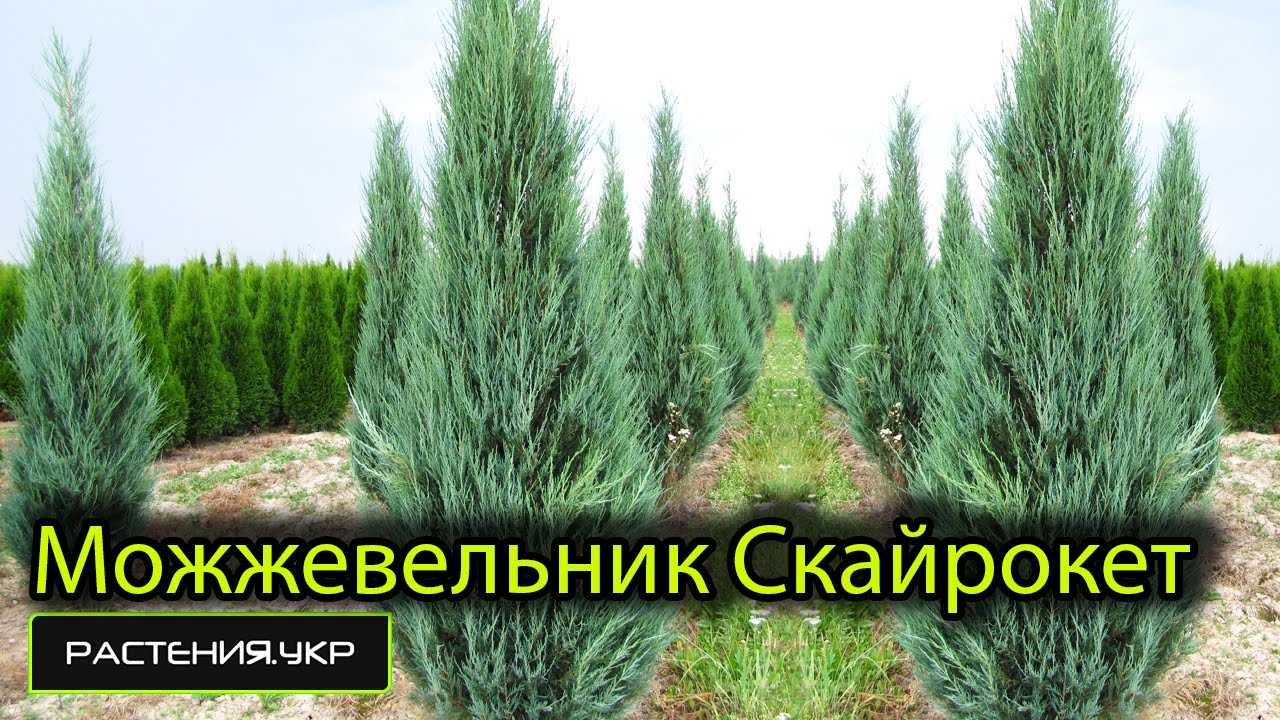 Можжевельник скальный: посадка и уход в саду, сорта с фото