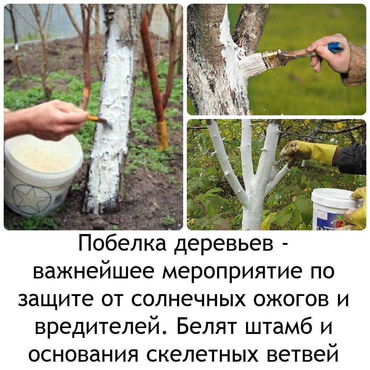 Весенняя побелка плодовых деревьев. правила, сроки. подготовка, приготовление побелочных растворов. фото — ботаничка
