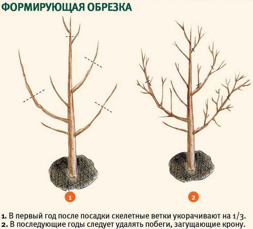 Почему не распускаются листья на вишне: 10 причин, листовертка и другие вредители - как бороться и лечить