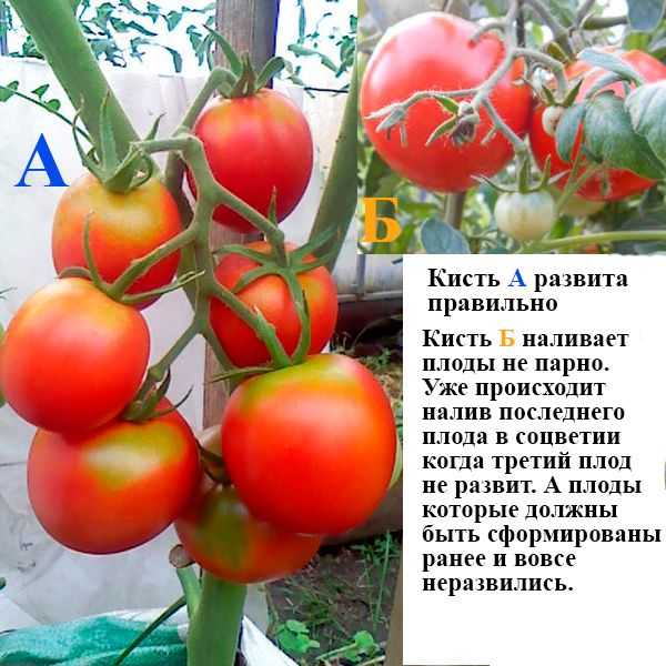 Правильная подкормка помидоров в теплице: как, когда и чем?