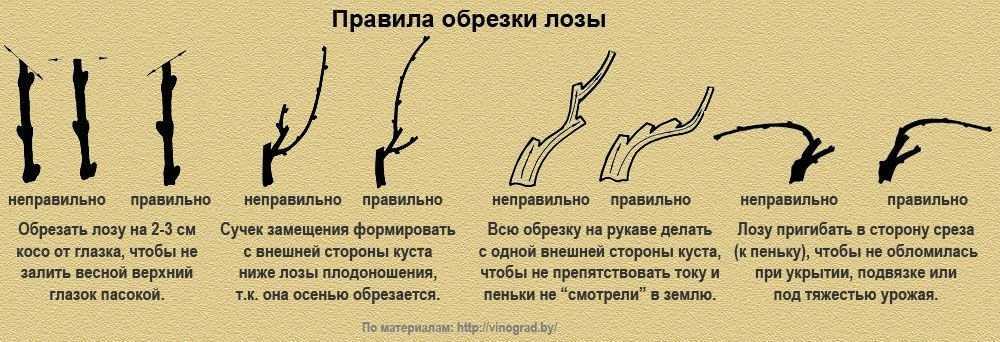 Обрезка винограда весной – видео и схемы, пошаговые инструкции