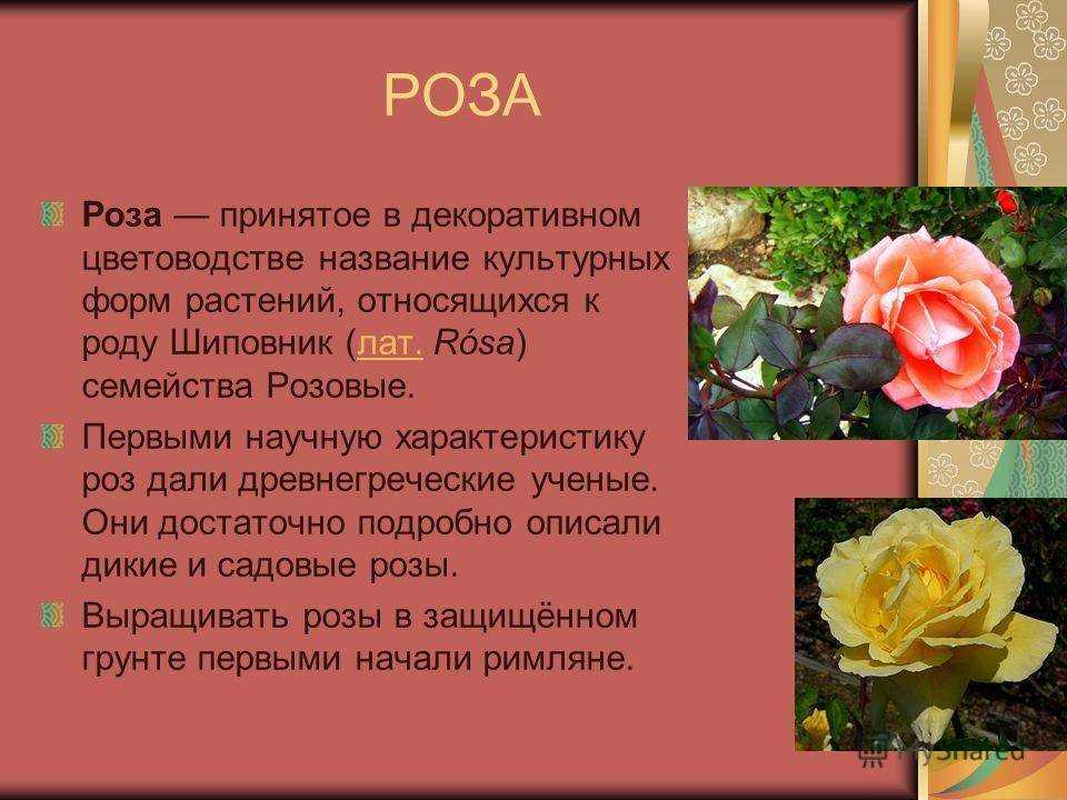 Голландские розы: характеристика и описание видов и сортов с фото и названиями, нюансы выращивания этих цветовдача эксперт