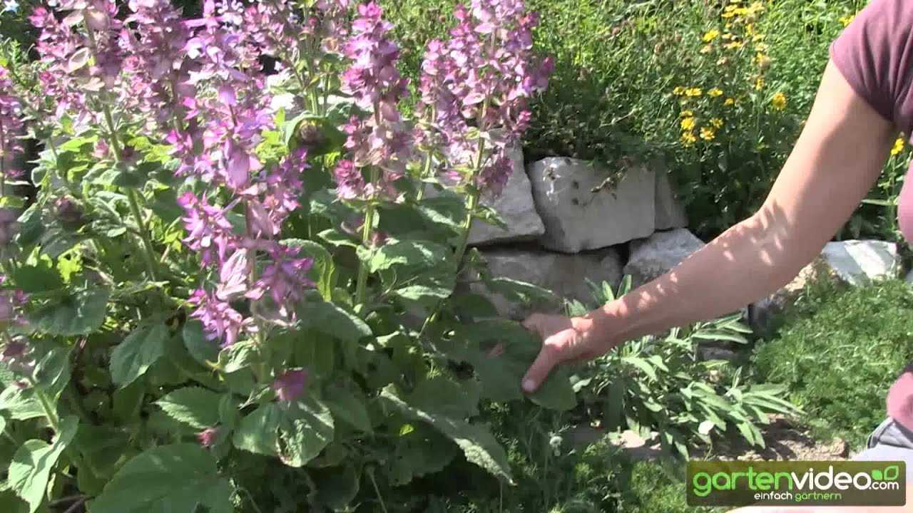 Шалфей, или сальвия — доктор и украшение участка