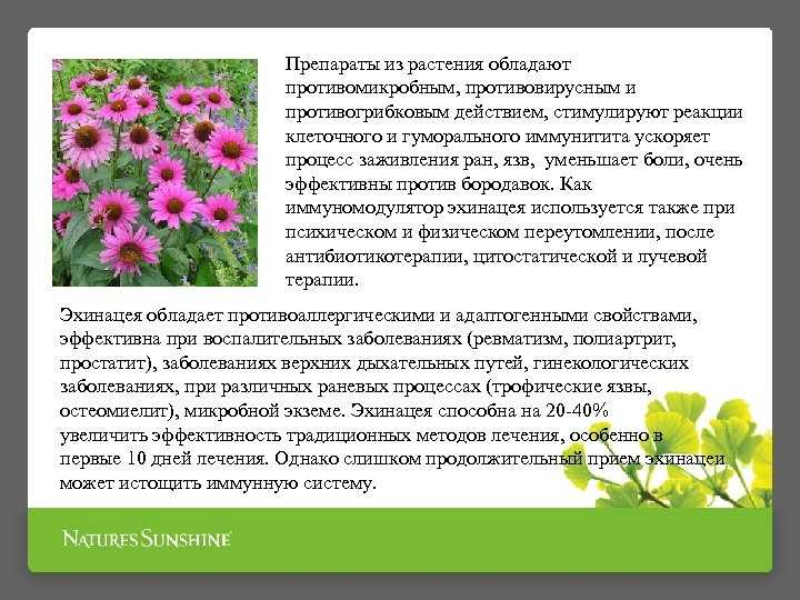 Эхинацея пурпурная: применение и лечебные свойства, противопоказания, фото