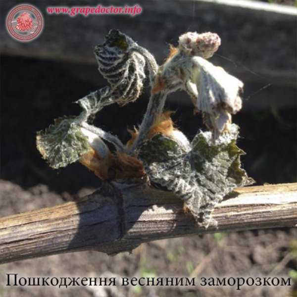 Когда и как открывать виноград весной после зимы, что делать после раскрытия, чем обрабоатать и подкормить