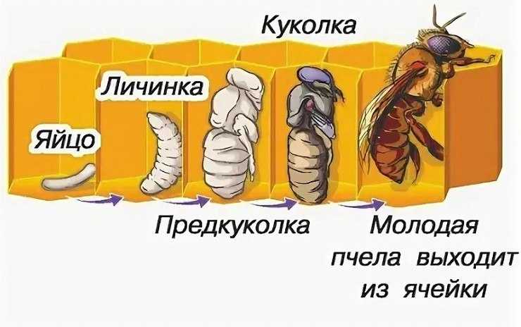 Личинки пчел - стадии, свойства, рецепты