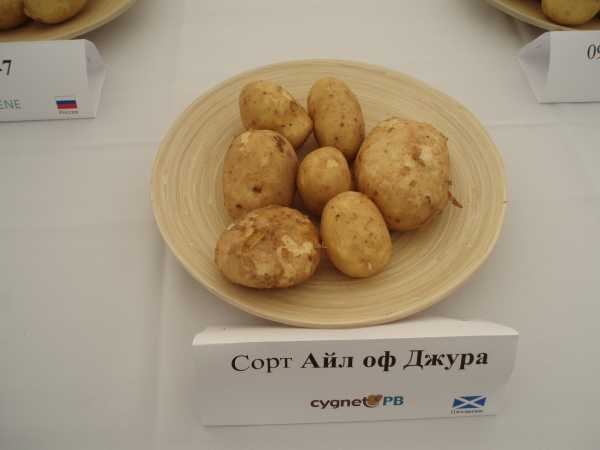 Картофель джура (айл оф джура, isleofjura): отзывы, описание сорта, фото, как хранится, посадка и уход