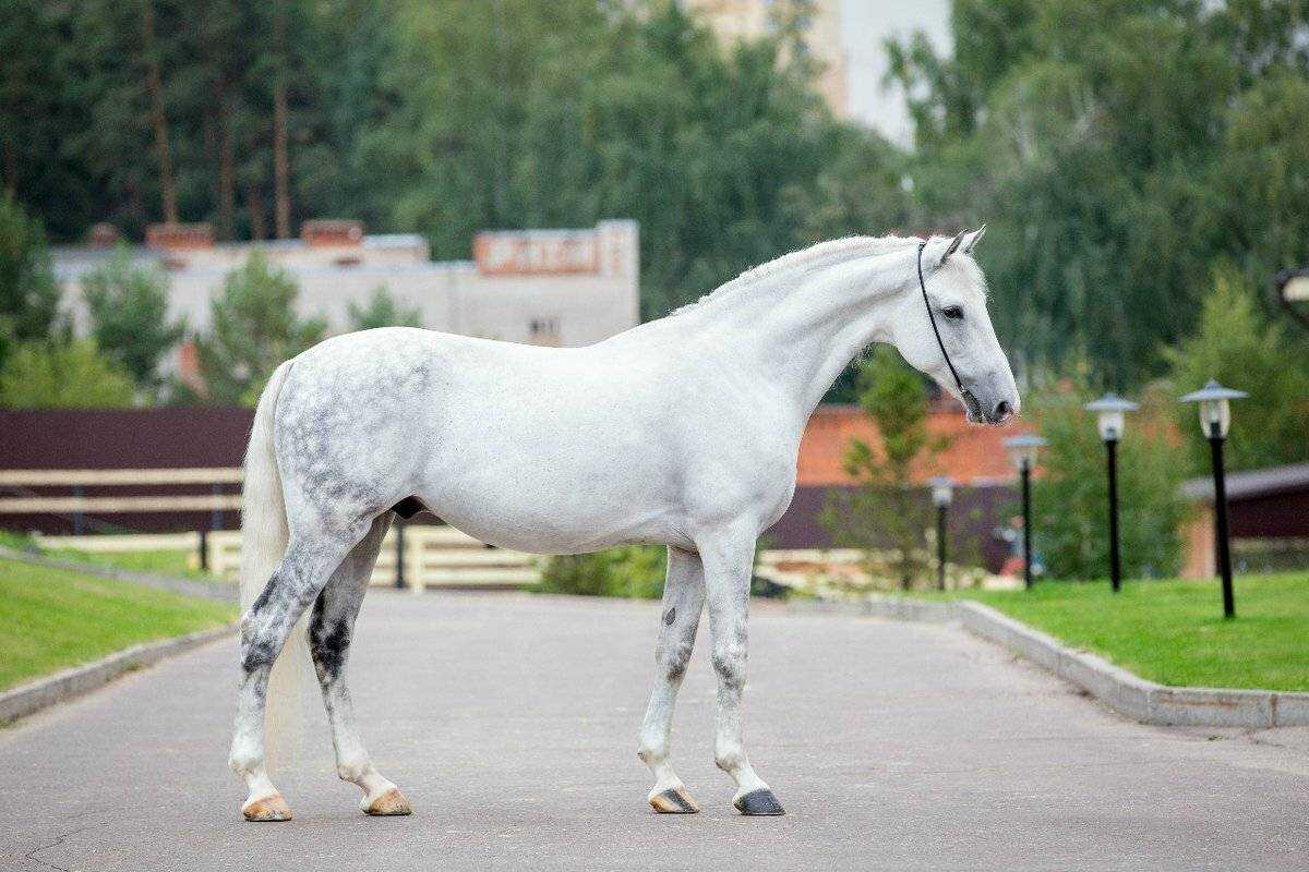 Орловский рысак