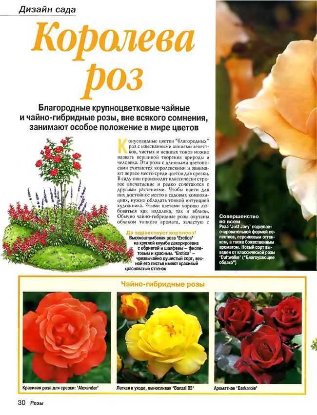 Роза блаш: описание и характеристики сорта, правила выращивания, размножение