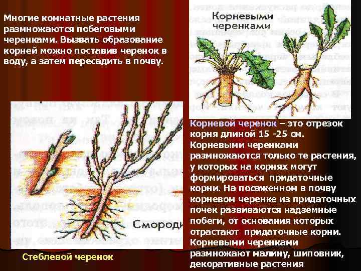 Мята: фото растения, посадка и уход в открытом грунте