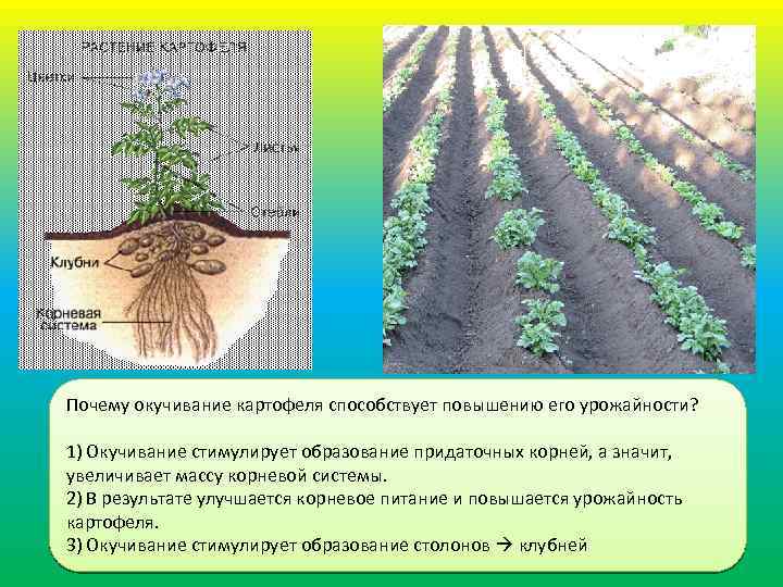 Как правильно окучивать картофель на грядке