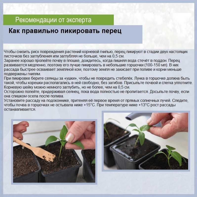 Капуста: посадка и уход в открытом грунте, выращивание, болезни и вредители