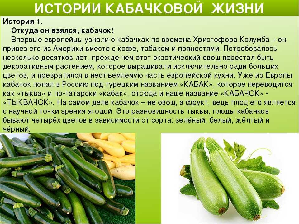 Кабачок "искандер f1": описание, отзывы, фото
