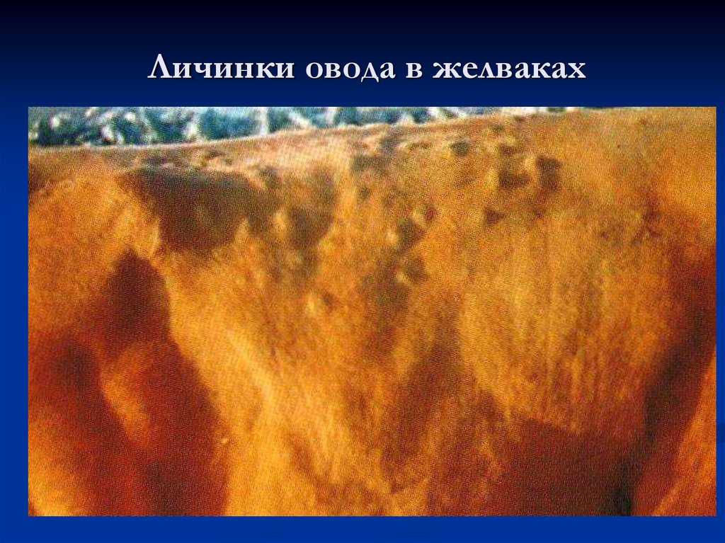 Что отпугивает оводов и слепней: средства избавления