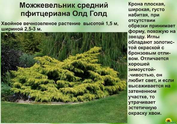 О можжевельнике китайском Олд Голд: описание сорта, как посадить и ухаживать