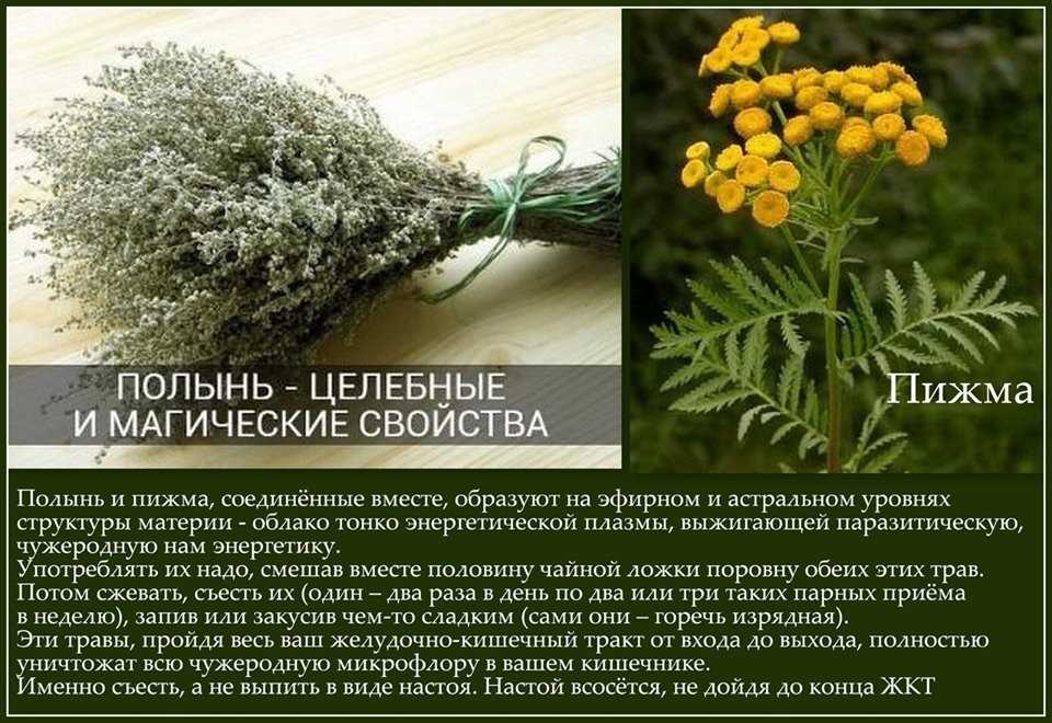 Золототысячник: лечебные свойства и противопоказания