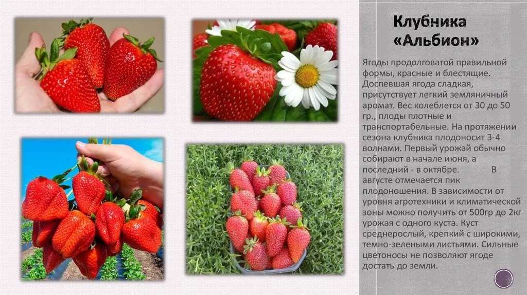 Лучшие сорта безусой земляники
