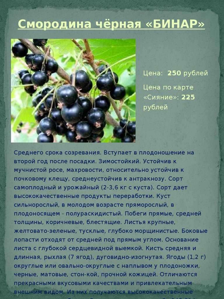 Какие сорта смородины выращивать в подмосковье: лучшие сорта черной смородины с крупными ягодами