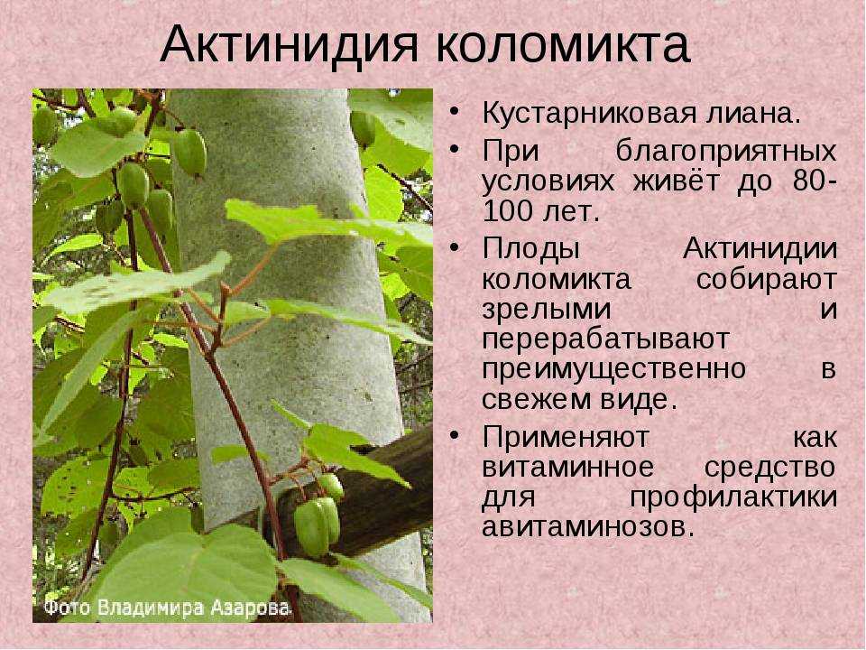 Посадка актинидии весной и осенью: пошаговая инструкция по высадке саженца в открытый грунт