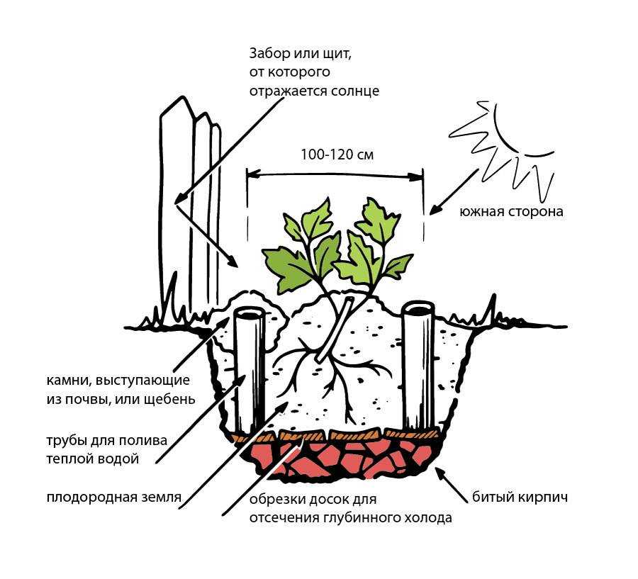 Пересадка взрослых кустов – виноград
