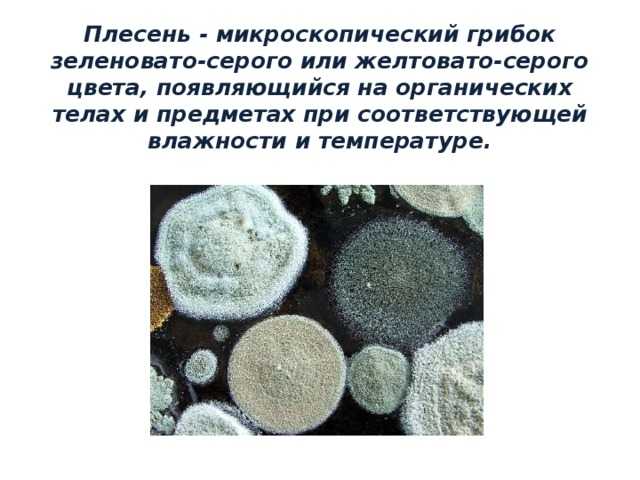 Трихофития: причины, симптомы, диагностика и лечение