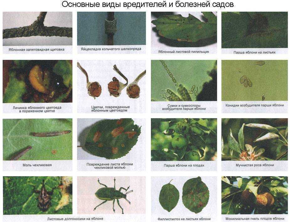 Почему появляется долгоносик на клубнике и борьба с ним