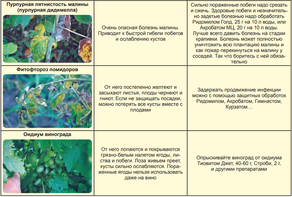 Вредители калины