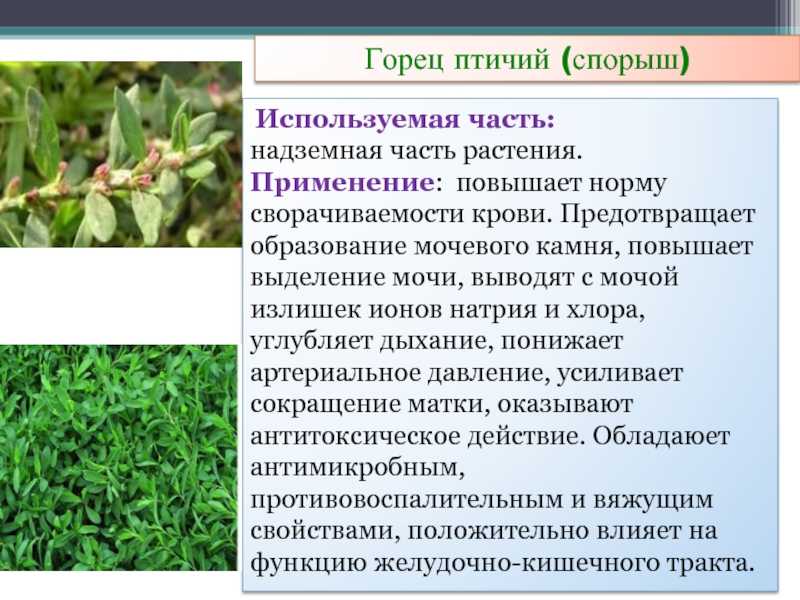 Трава-мурава: описание и распространение культуры + лечебные свойства, применение в медицине, вред и противопоказания