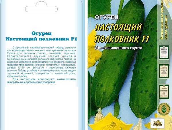 Сорт огурцов настоящий полковник f1: описание и характеристика, отзывы