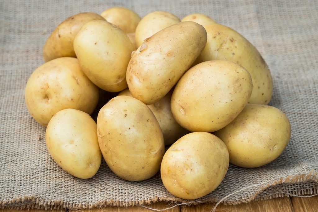 Характеристика, описание, урожайность, отзывы и фото сорта картофеля «весна».