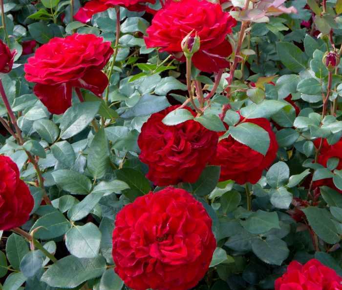 Розы из питомника rosen tantau (57 сортов), новинки – уже в продаже в садовом центре и интернет-магазине.