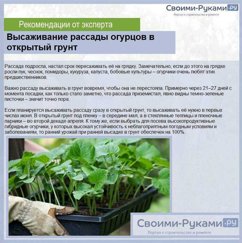 Полив рассады перекисью водорода: как разводить, как часто поливать?
