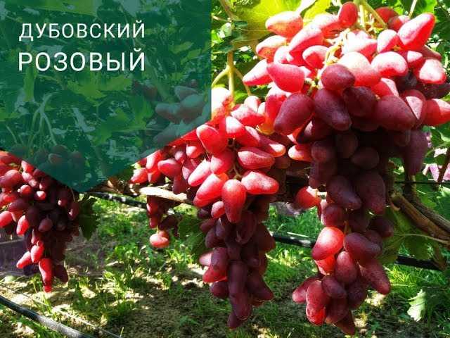 Виноград дубовский розовый: подробное описание сорта и особенности агротехники выращивания