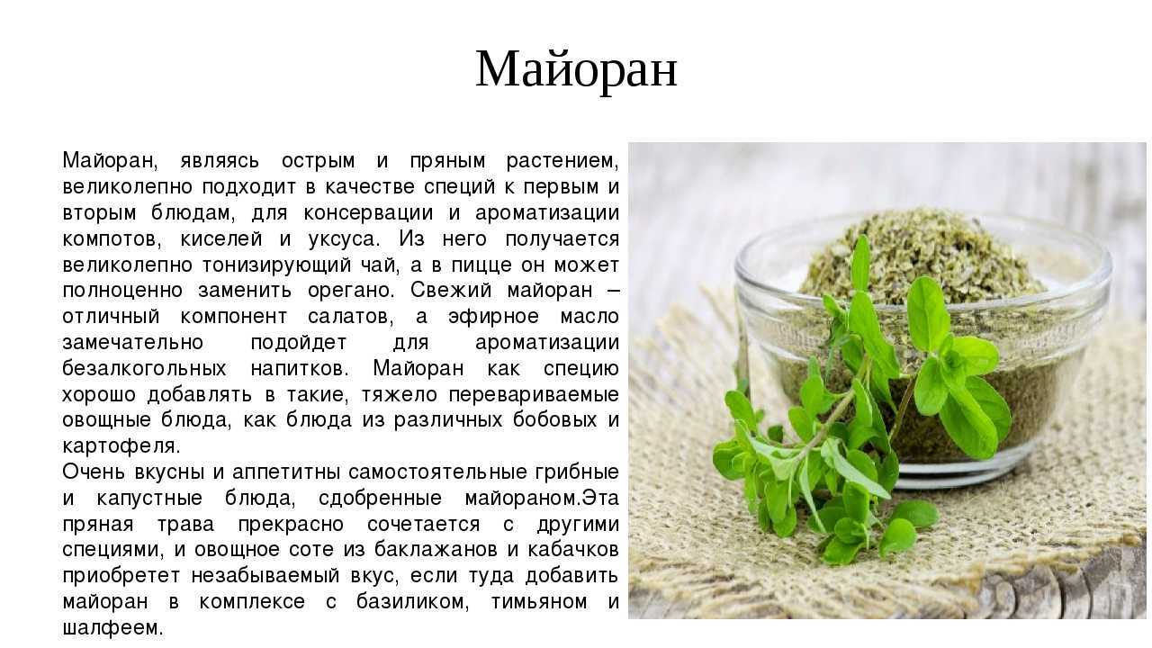 Майоран: выращивание из семян, посадка и уход, полезные свойства и противопоказания, популярные сорта