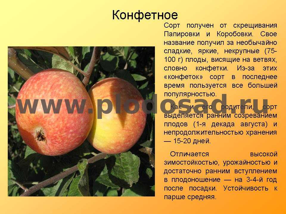 Описание сорта яблони конфетное: фото яблок, важные характеристики, урожайность с дерева