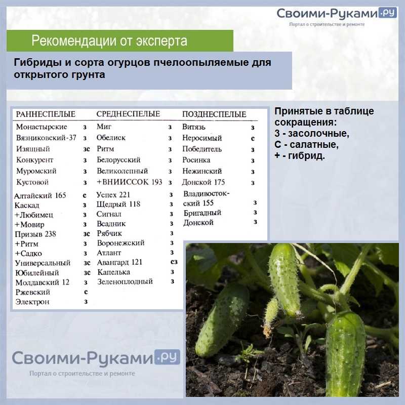Огурец зозуленок: характеристика, правила посадки и ухода