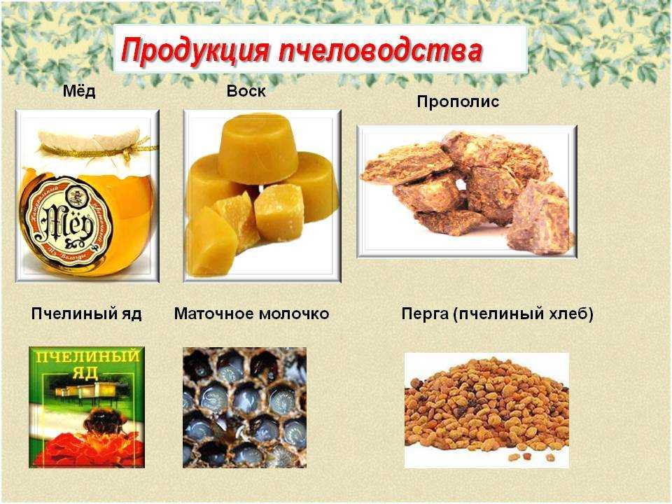 О продуктах пчеловодства и их применении, что производят пчелы кроме меда