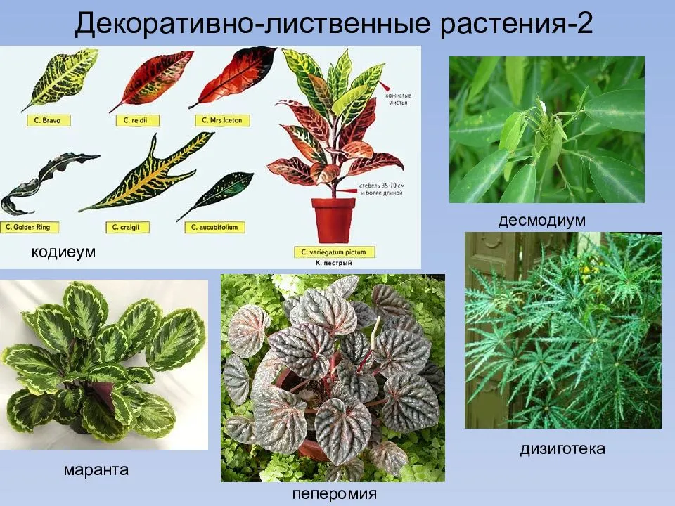 Регулярный стиль в ландшафтном дизайне (фото известных ландшафтов)