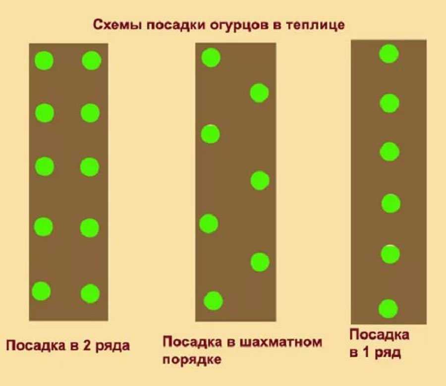 Выращивание огурцов на кукурузе — супер метод! — как сажать огурцы с кукурузой схема — про огород