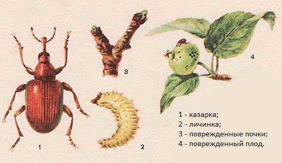 Трипсы — мелкие вредители, грозящие огромным ущербом