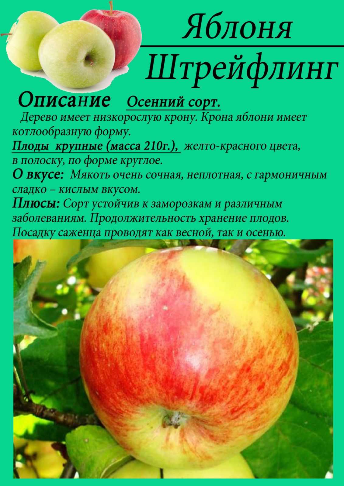 Яблоня штрифель: описание и особенности сорта, правильное хранение и борьба с насекомыми selo.guru — интернет портал о сельском хозяйстве