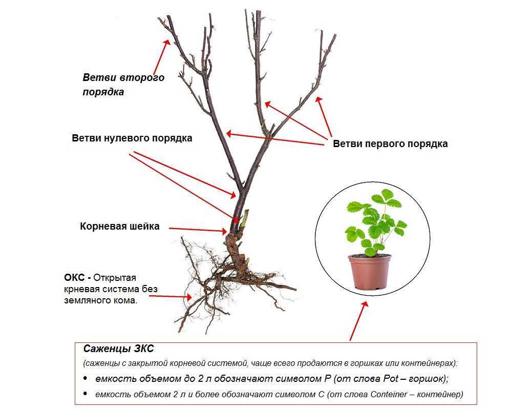 О вишне колоновидной: описание сортов для подмосковья, посадка, уход