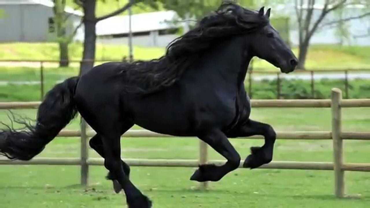 Самая лучшая лошадь: топ-10 пород, шайр, фризская, ахалтекинская, арабская и донская