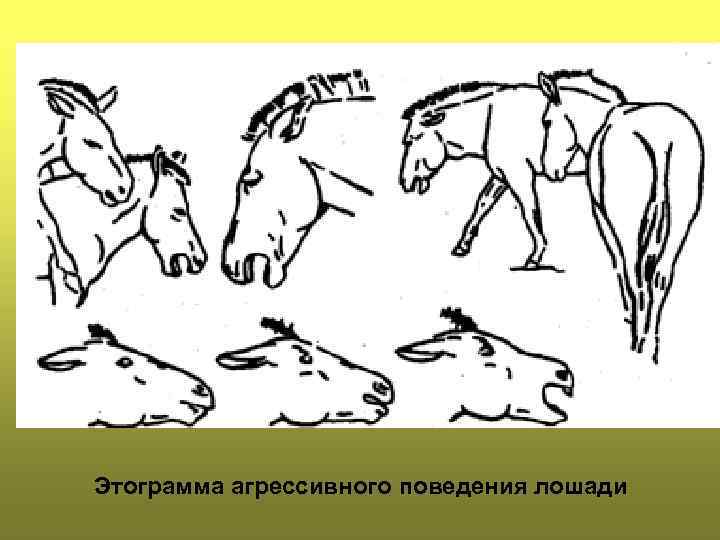 Основы тренерской работы с лошадью. всё о лошадях [полное руководство по правильному уходу, кормлению, содержанию, выездке]