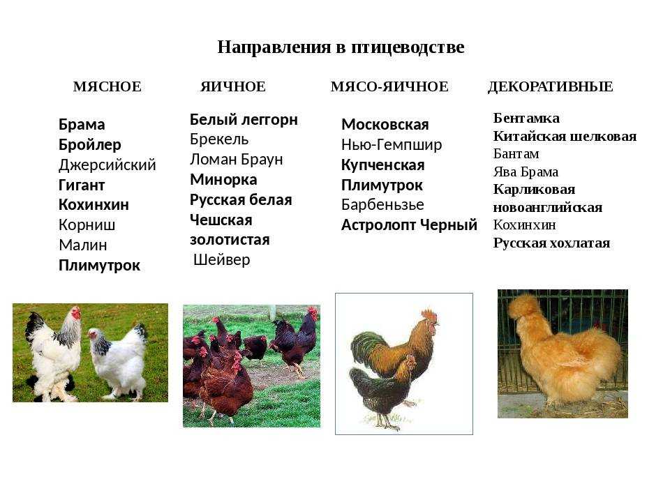 Дикие куры: места обитания и характеристики четырех ярких и необычных предков современных домашних кур