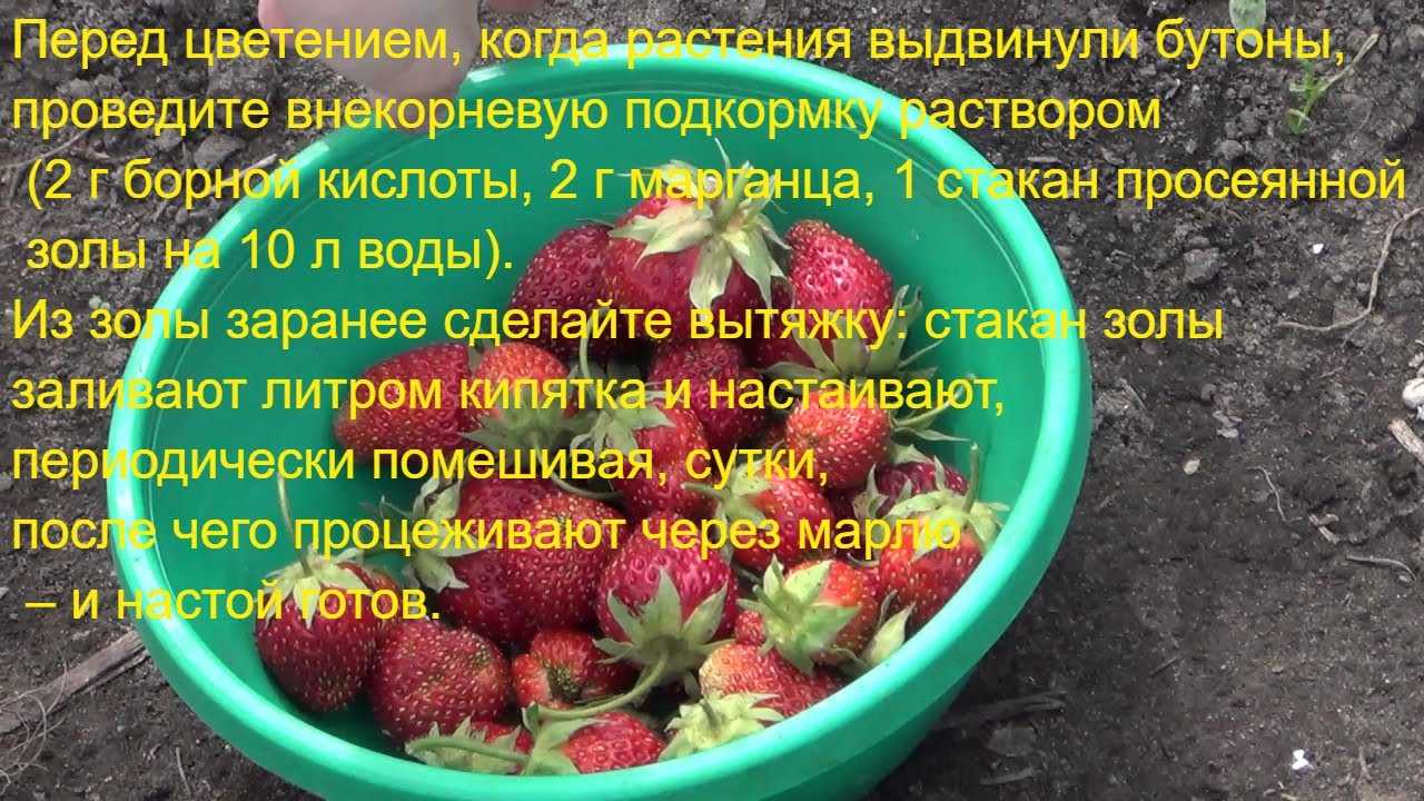 Серая гниль на клубнике методы борьбы после сбора урожая