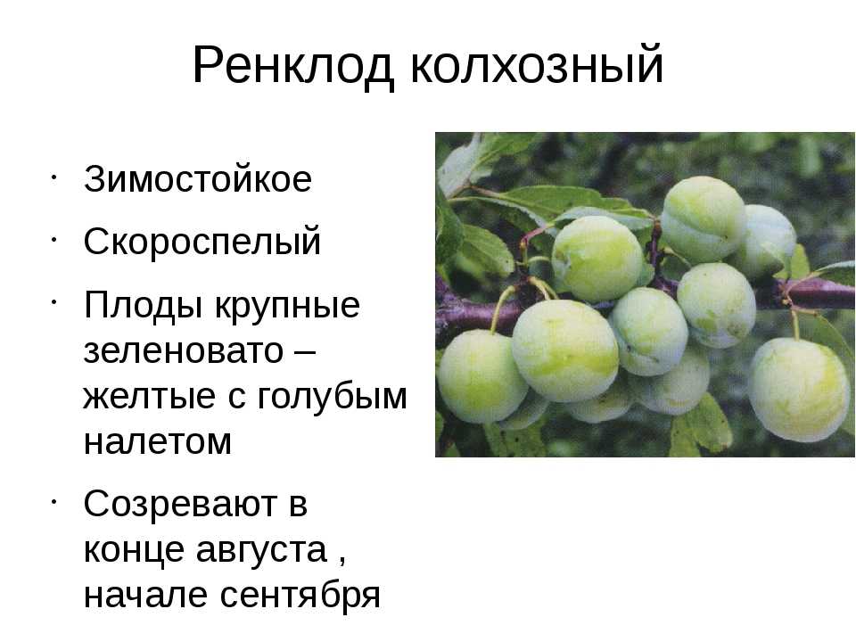 Лучшие самоплодные сорта слив