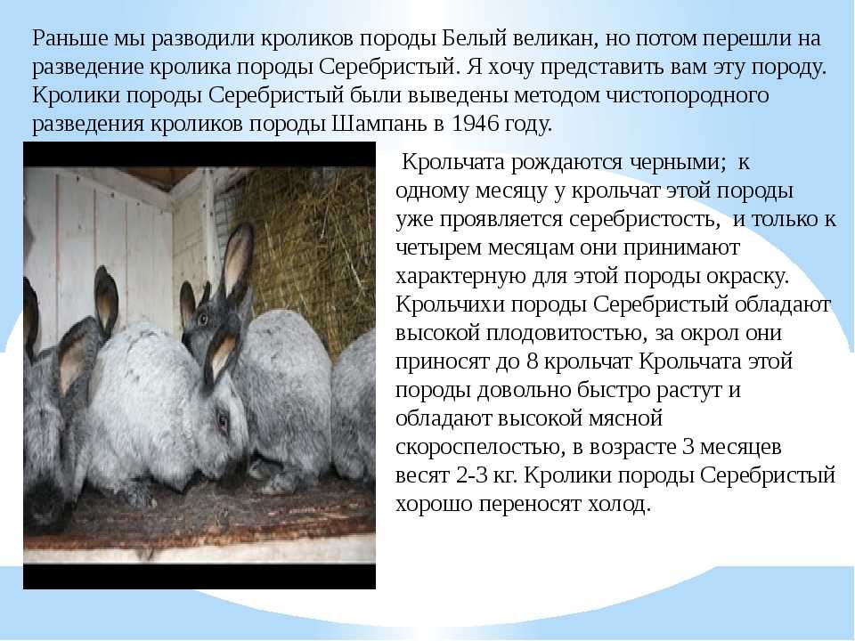 Уход за кроликами в домашних условиях: как ухаживать, правила содержания питомцев, организация досуга